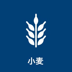 小麦